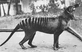 An animal of unknown origins